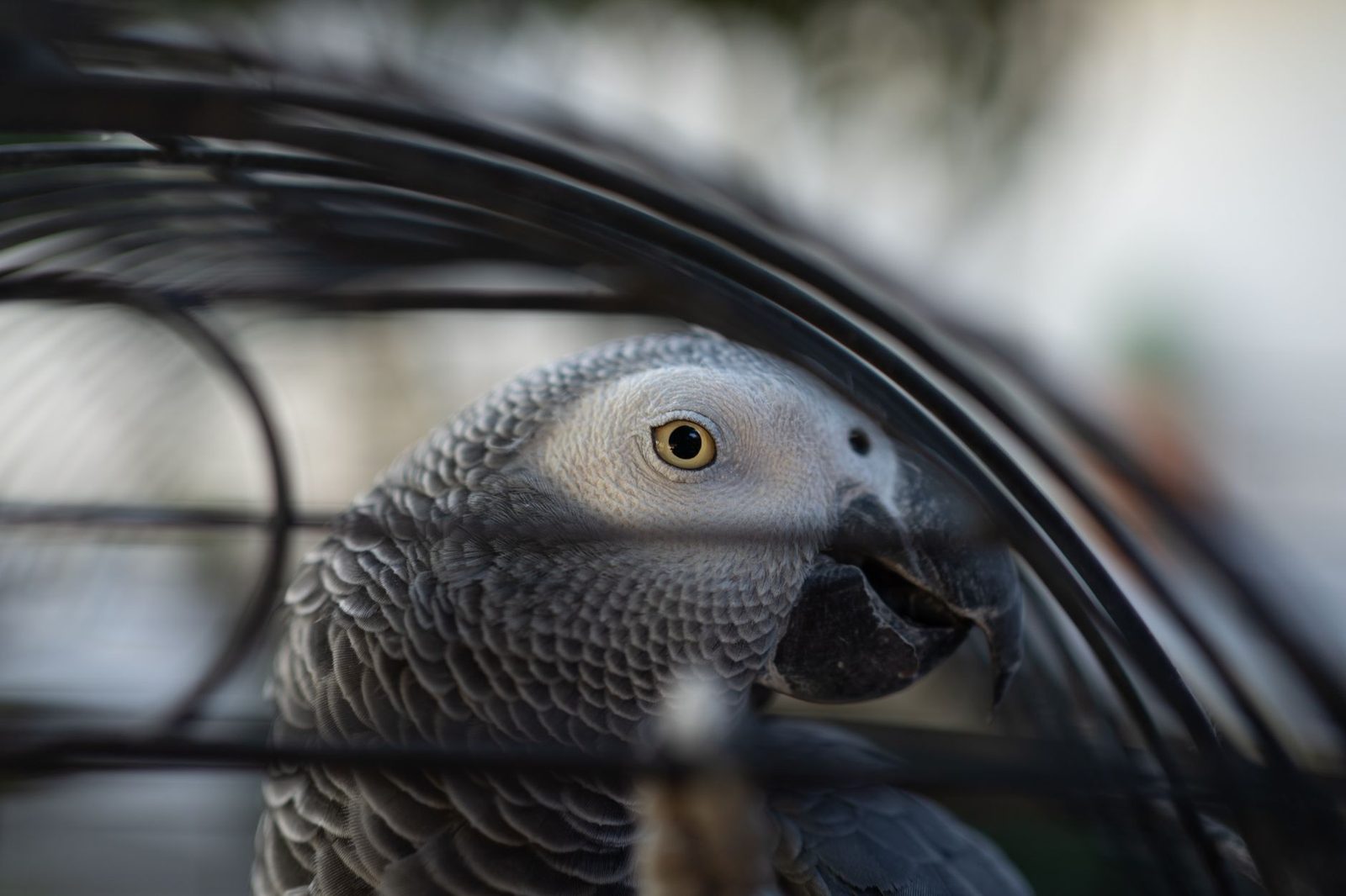 African grey parrot inside its cage