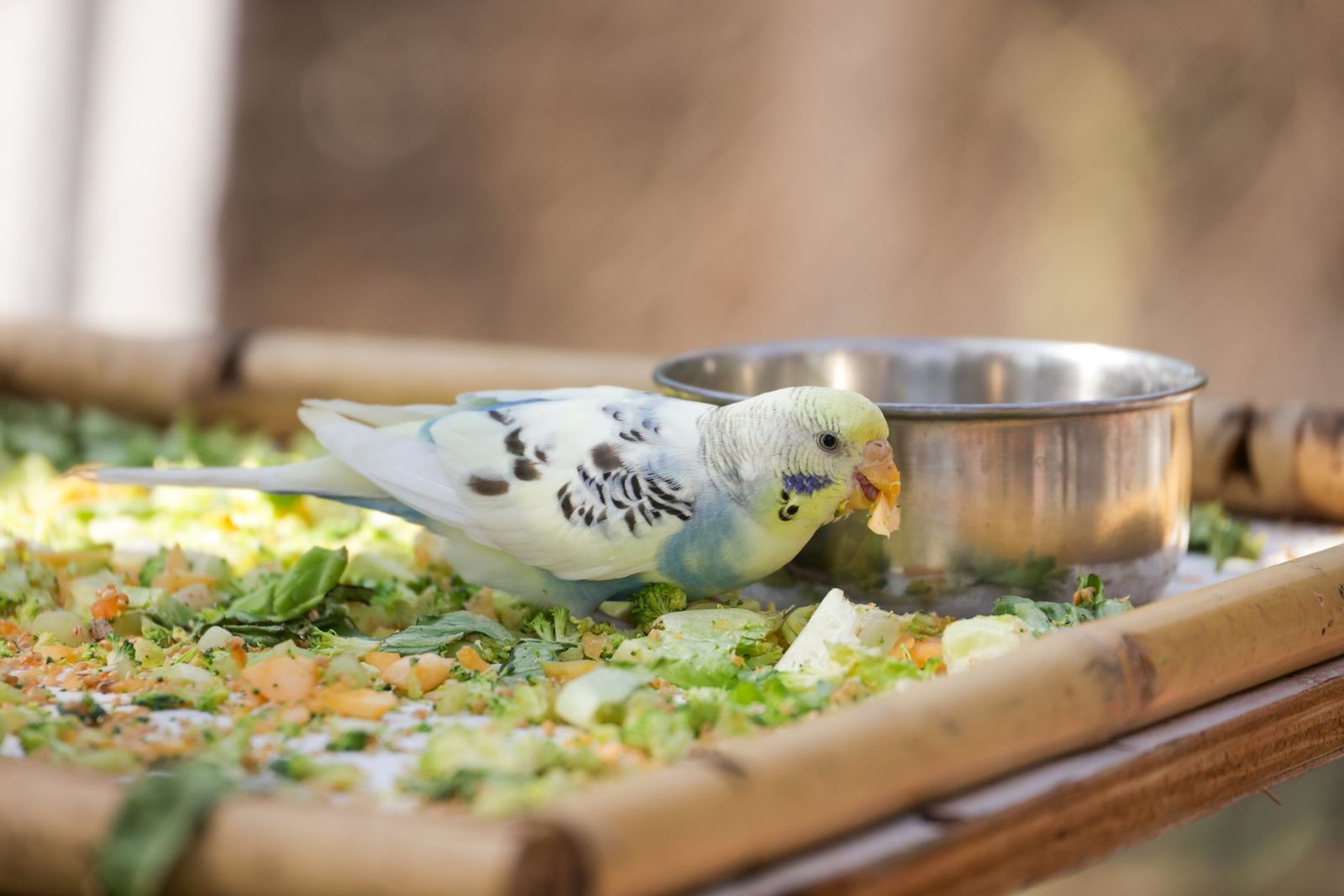 Budgie eating chopped fresh vegetables beside a steel bowl