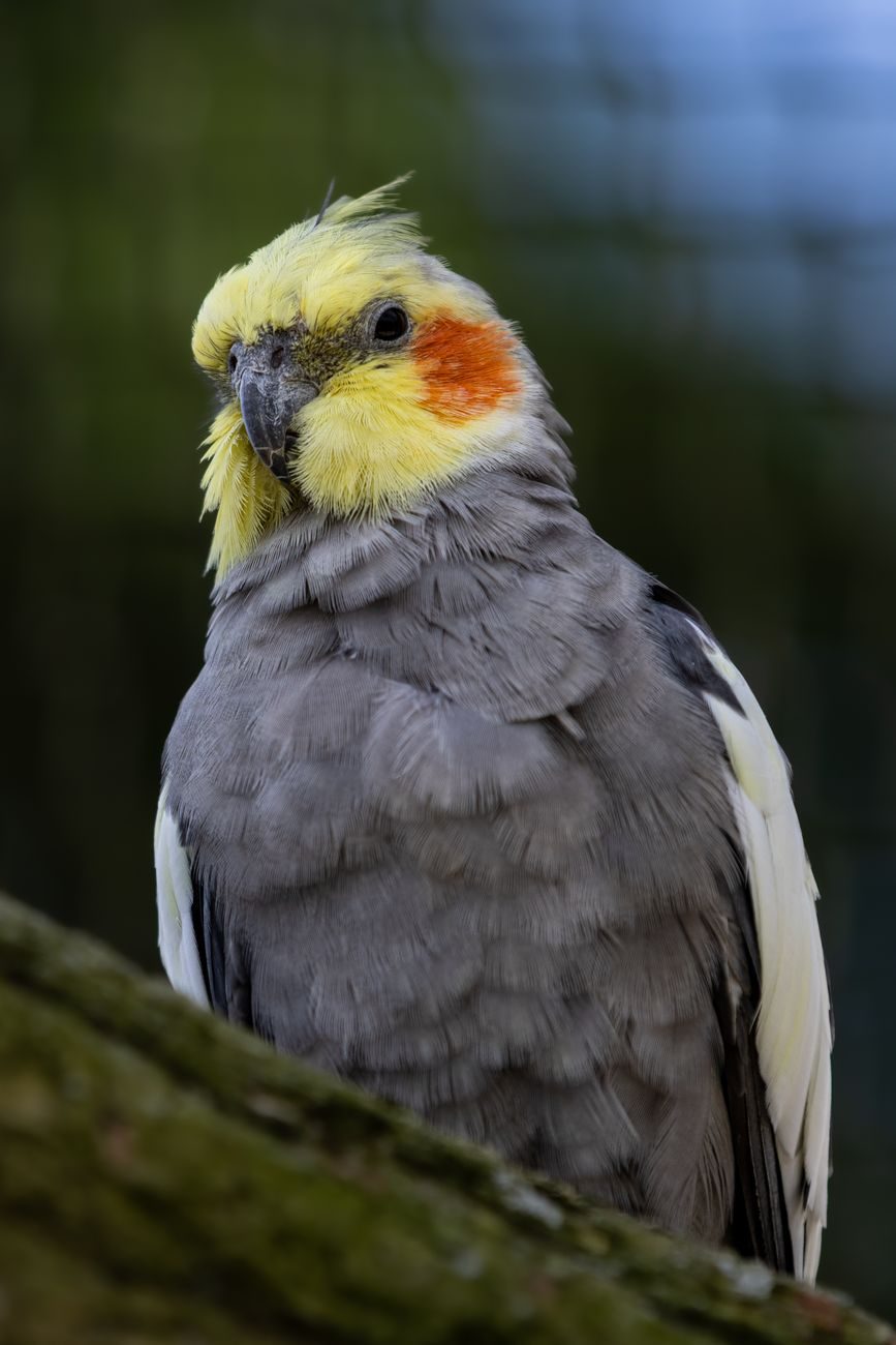 Close-up of a grey cockatiel with yellow face
