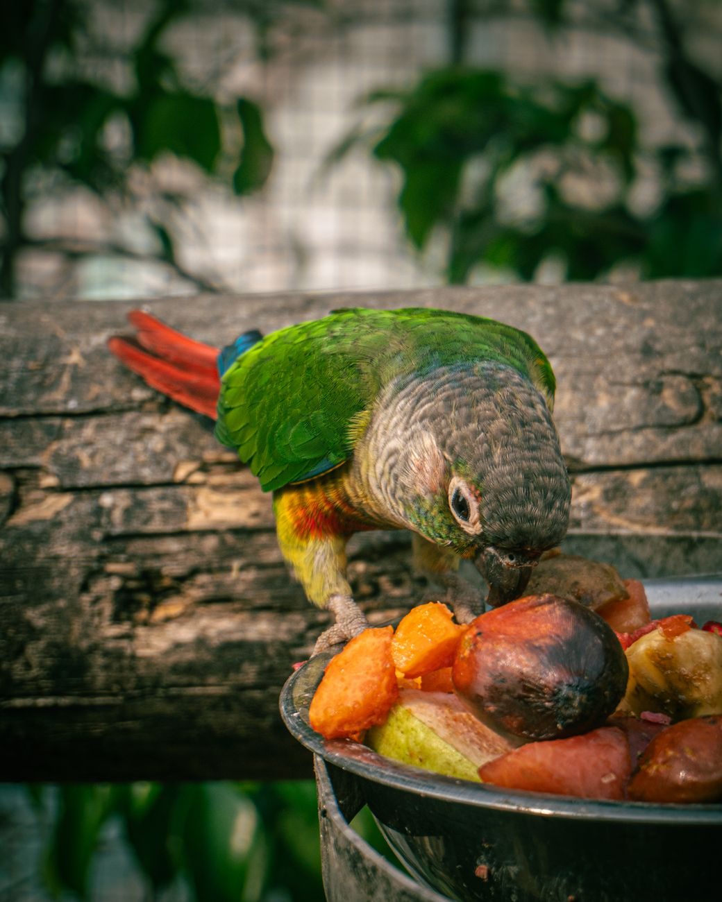 Green-cheeked conure eating chopped fruit from a bowl