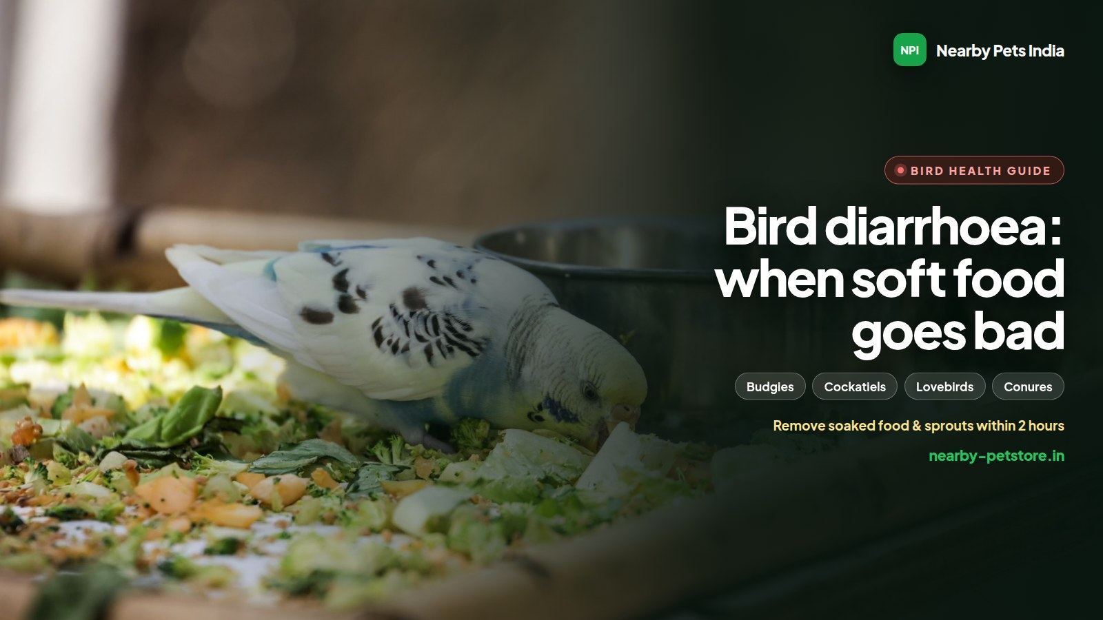 Diarrhoea in Pet Birds: Spoiled Soft Food, Fungal Infections, Treatment and Prevention