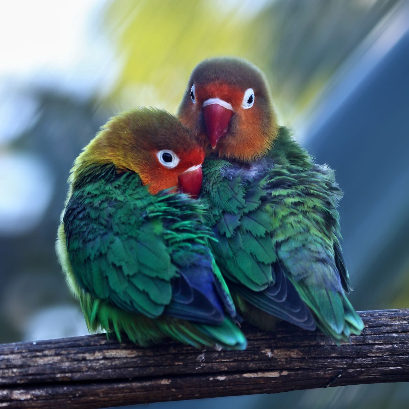 Pair of Fischer's lovebirds sitting close together on a branch