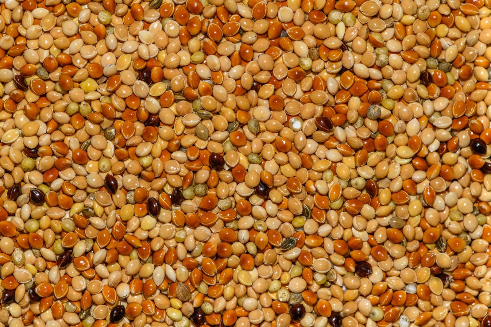 Close-up of dry mixed millet seed