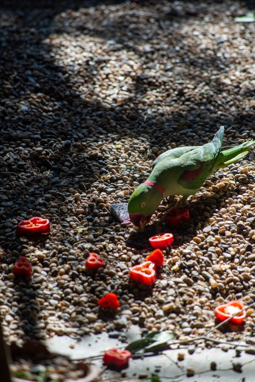 Parakeet eating pieces of red bell pepper