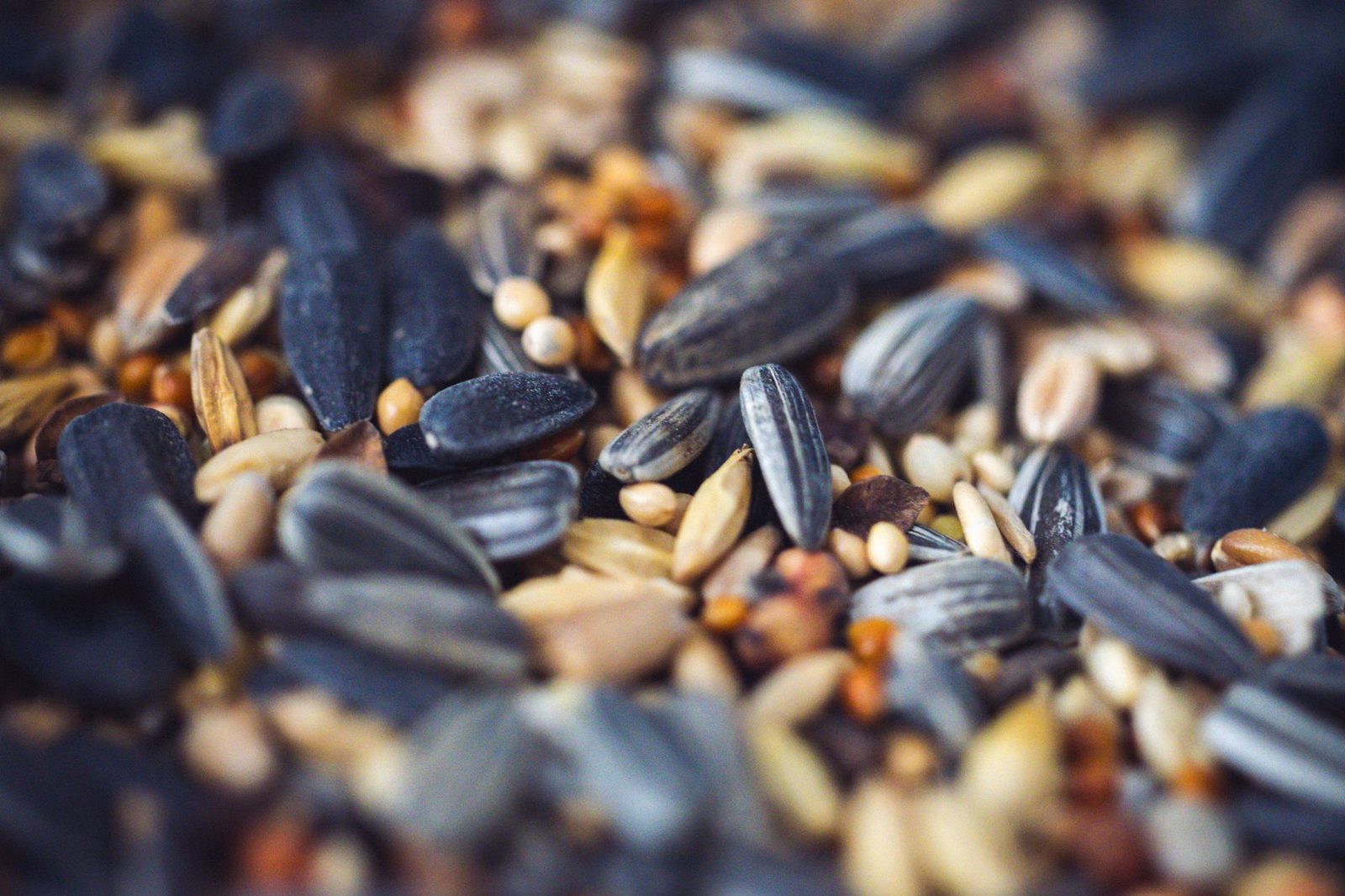 Mixed bird seed with sunflower seeds