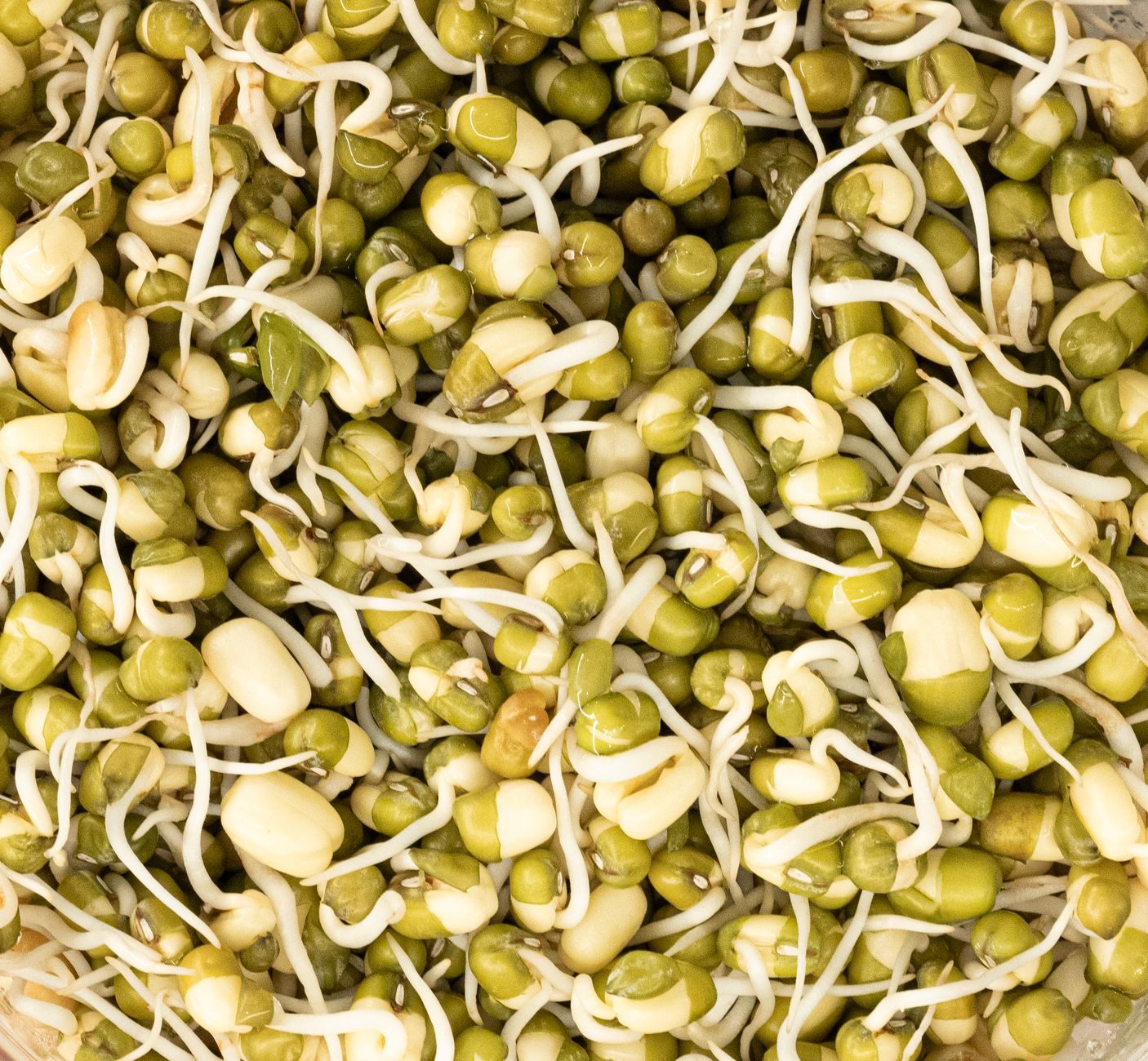 Close-up of freshly sprouted moong beans