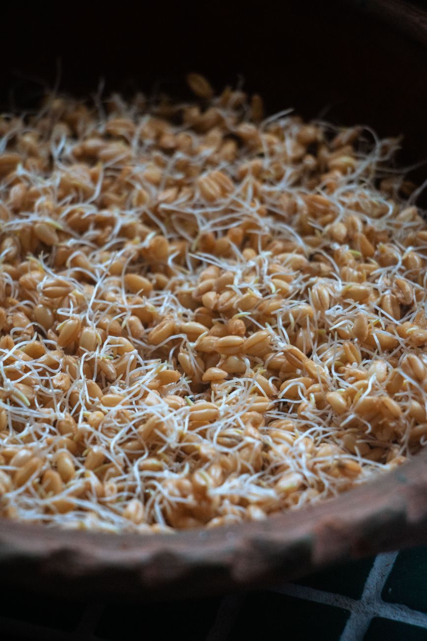 Sprouted wheat seeds in a bowl