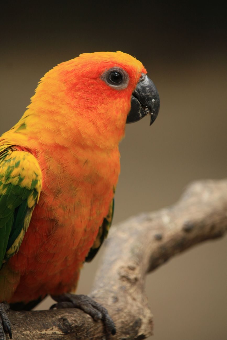 Sun conure perched on a branch