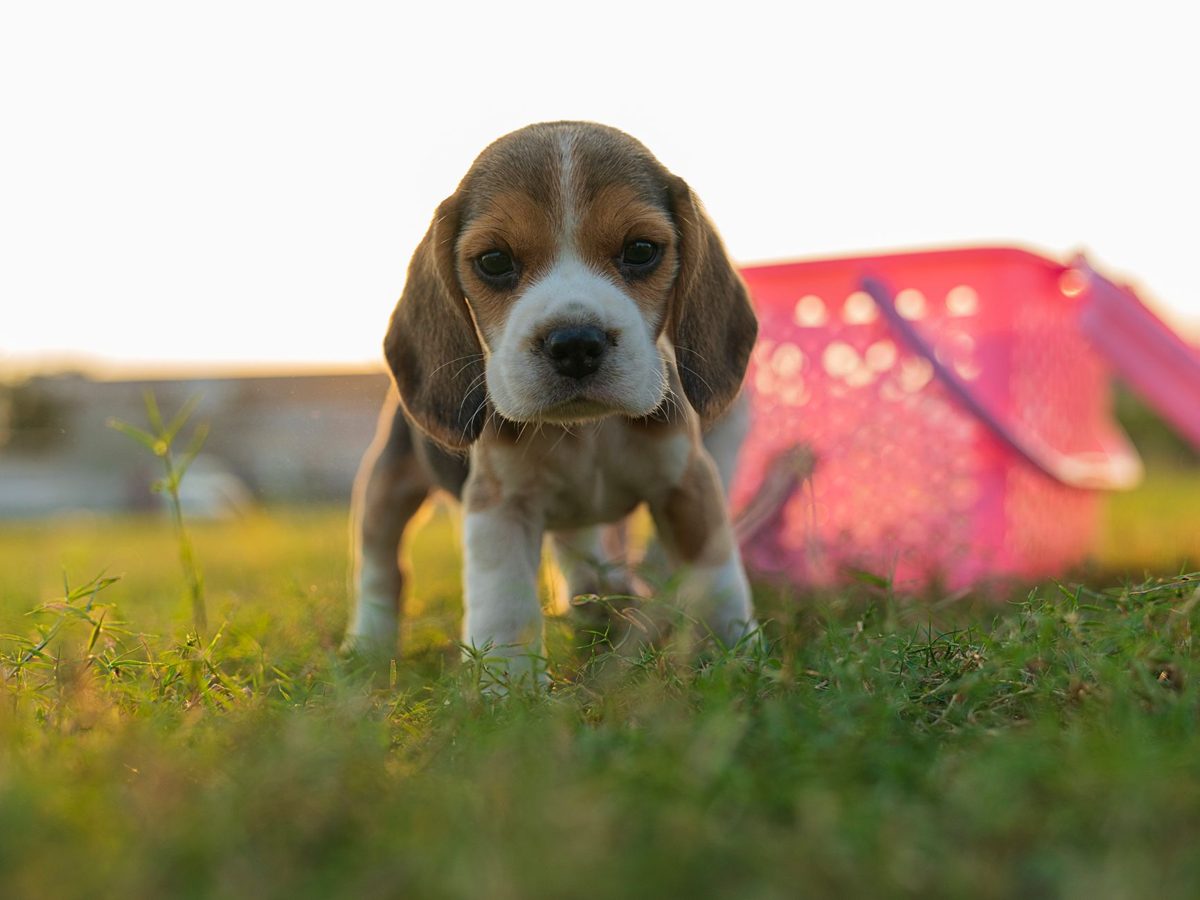 Beagle puppy standing on the grass