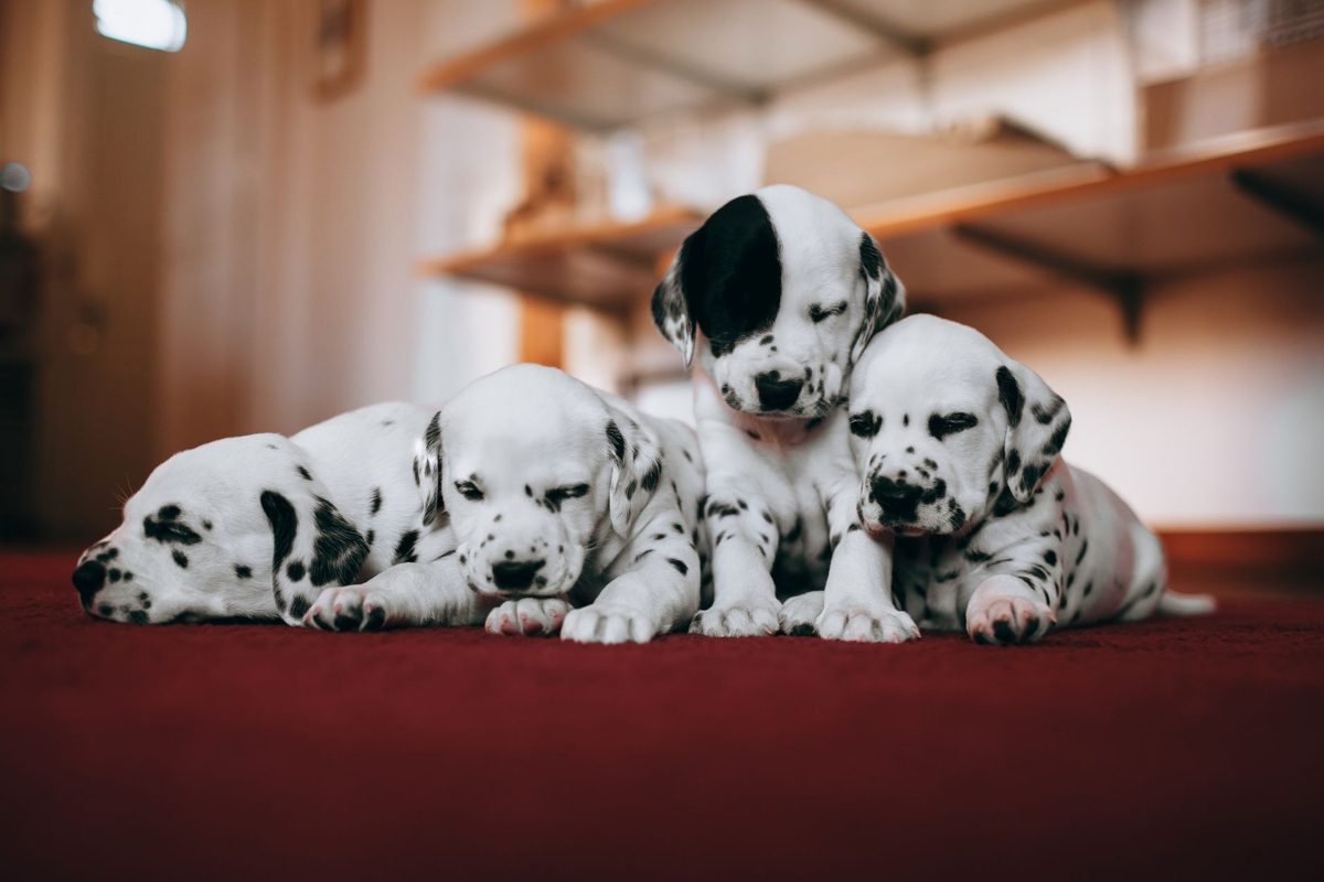 Litter of Dalmatian puppies lying together on a red rug