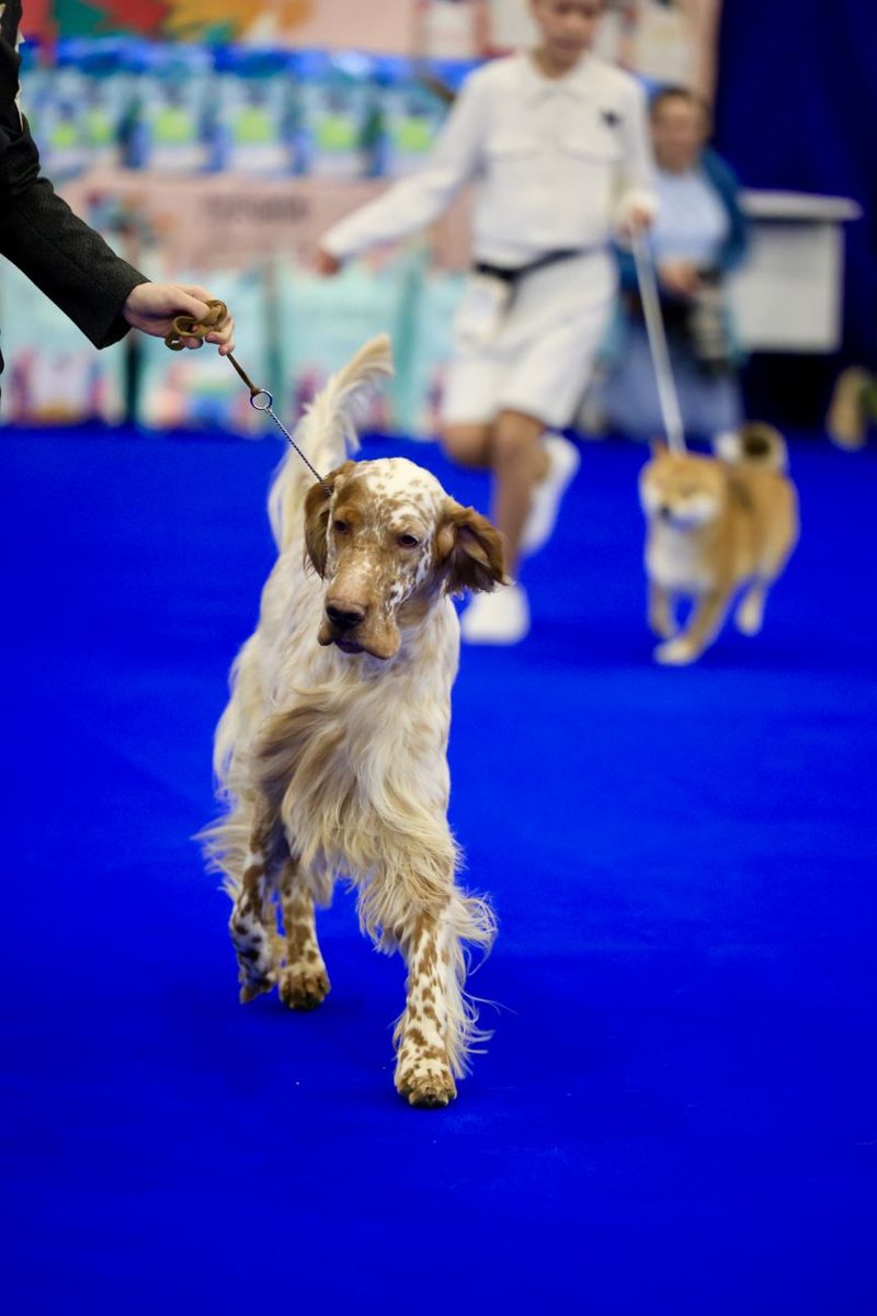 Dog trotting around a show ring with its handler