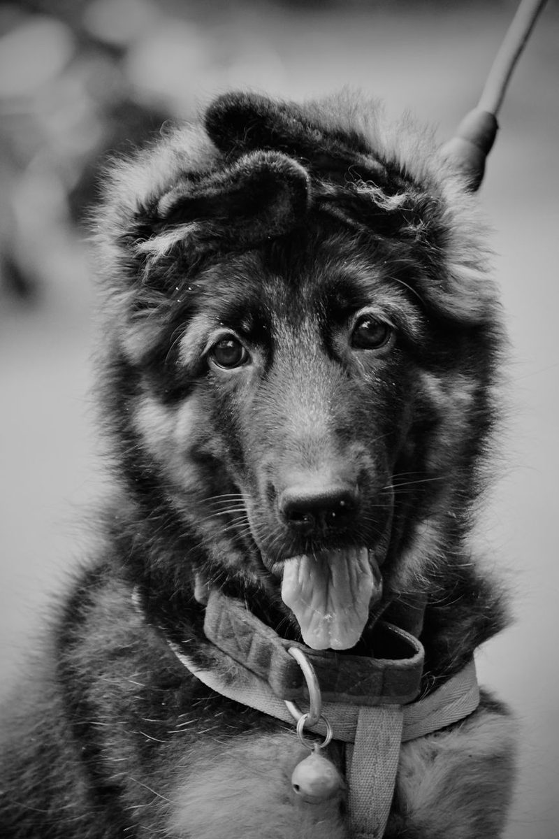 German Shepherd puppy looking up, black and white portrait