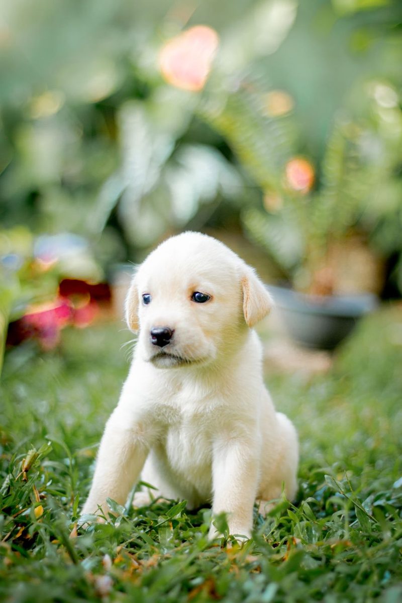 Cream Labrador puppy sitting in a garden