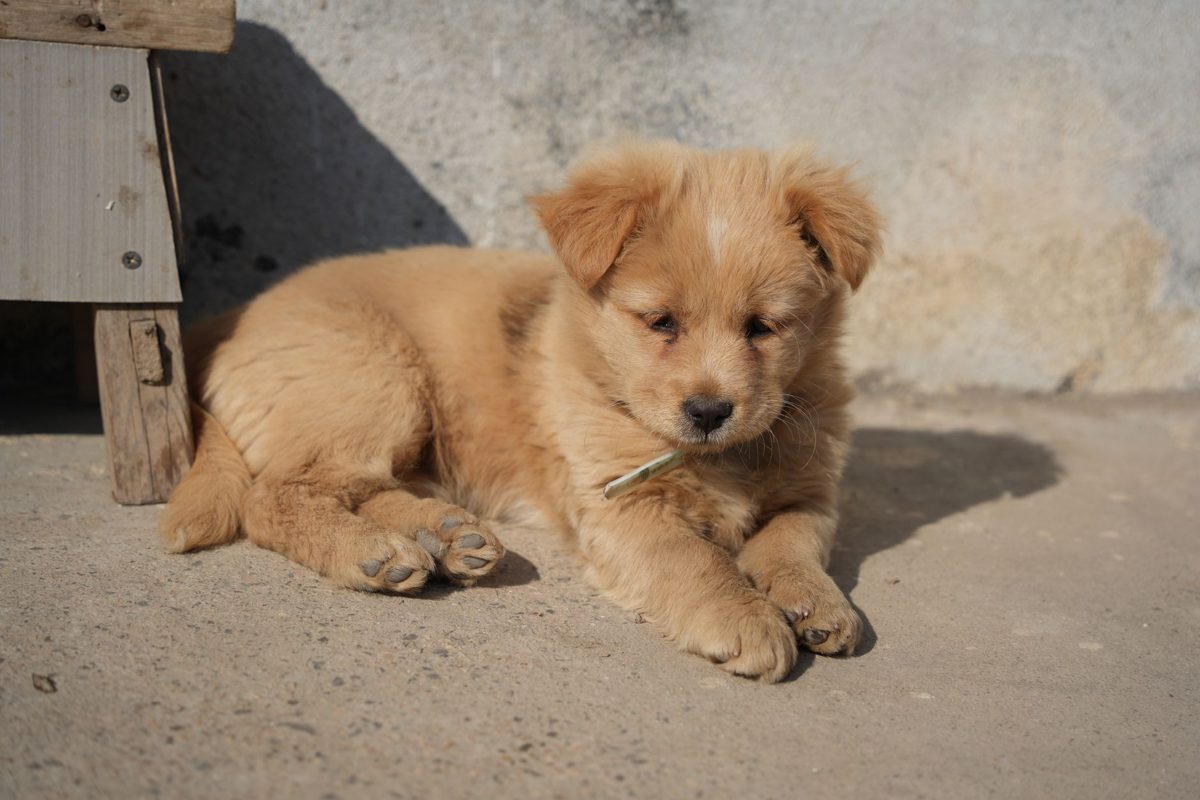 Fluffy tan mixed-breed puppy resting in the sun