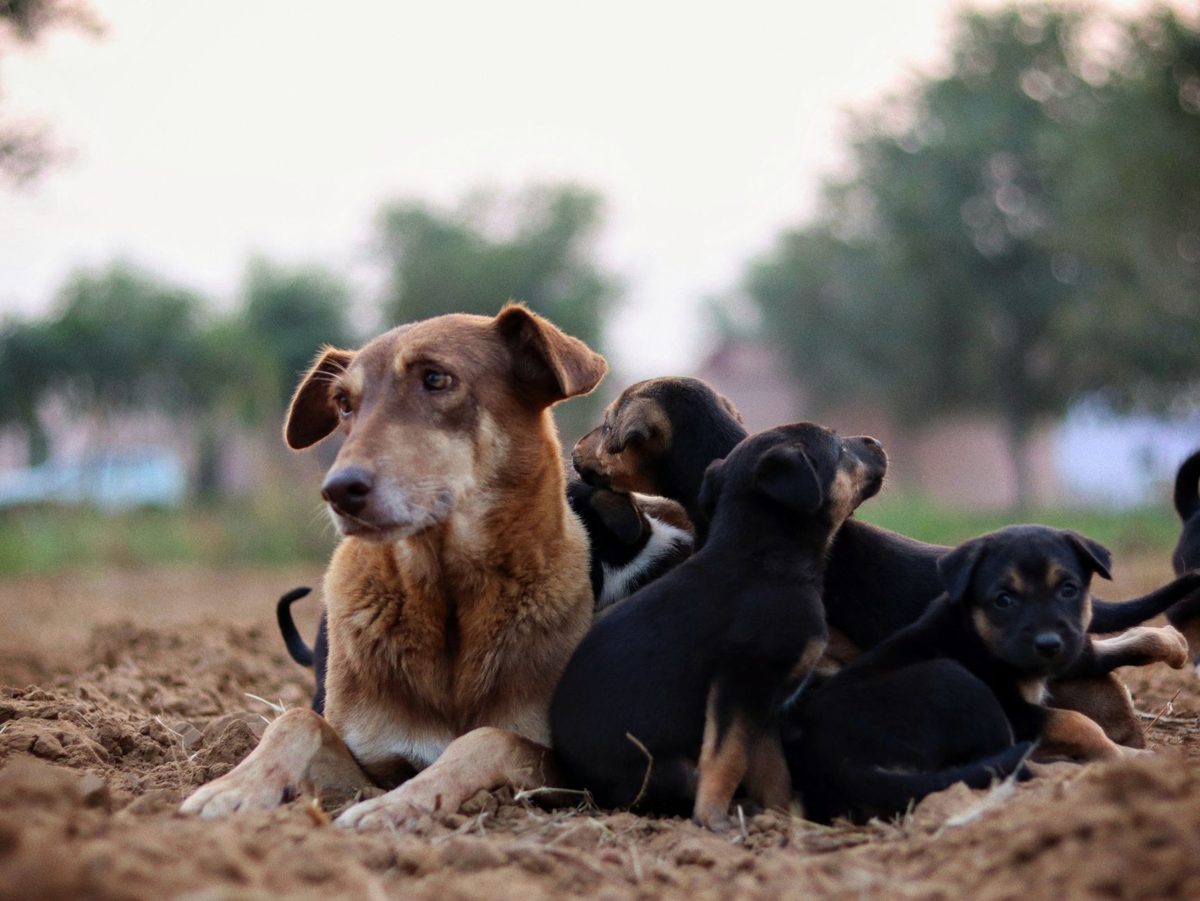 Mother dog lying in the soil with her litter of black puppies