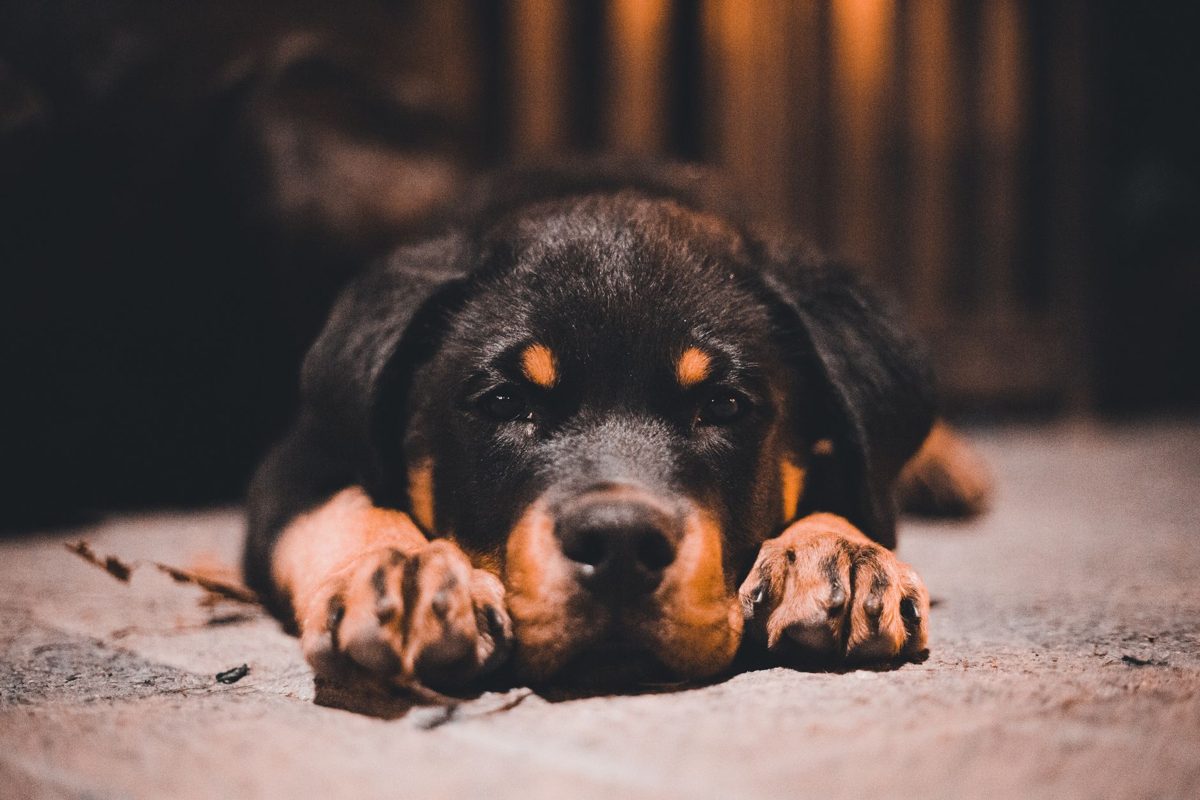 Rottweiler puppy lying on the floor