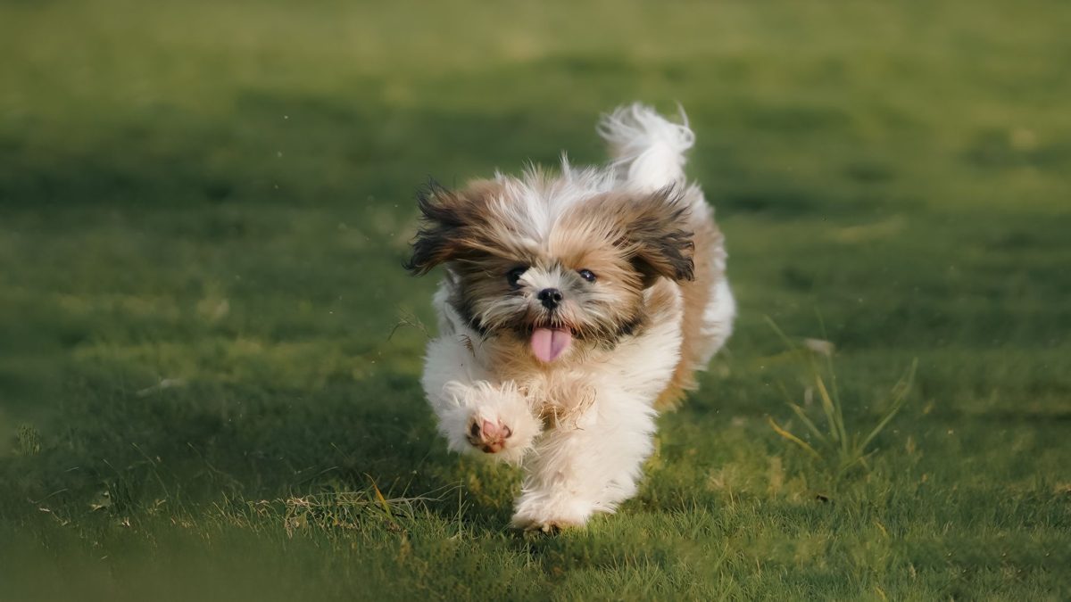 Shih Tzu puppy running across a lawn