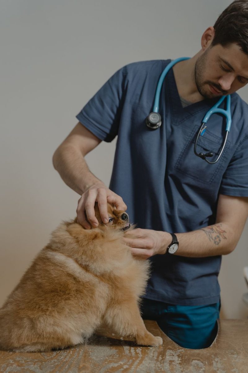 Veterinarian examining a fluffy puppy on the floor of a clinic