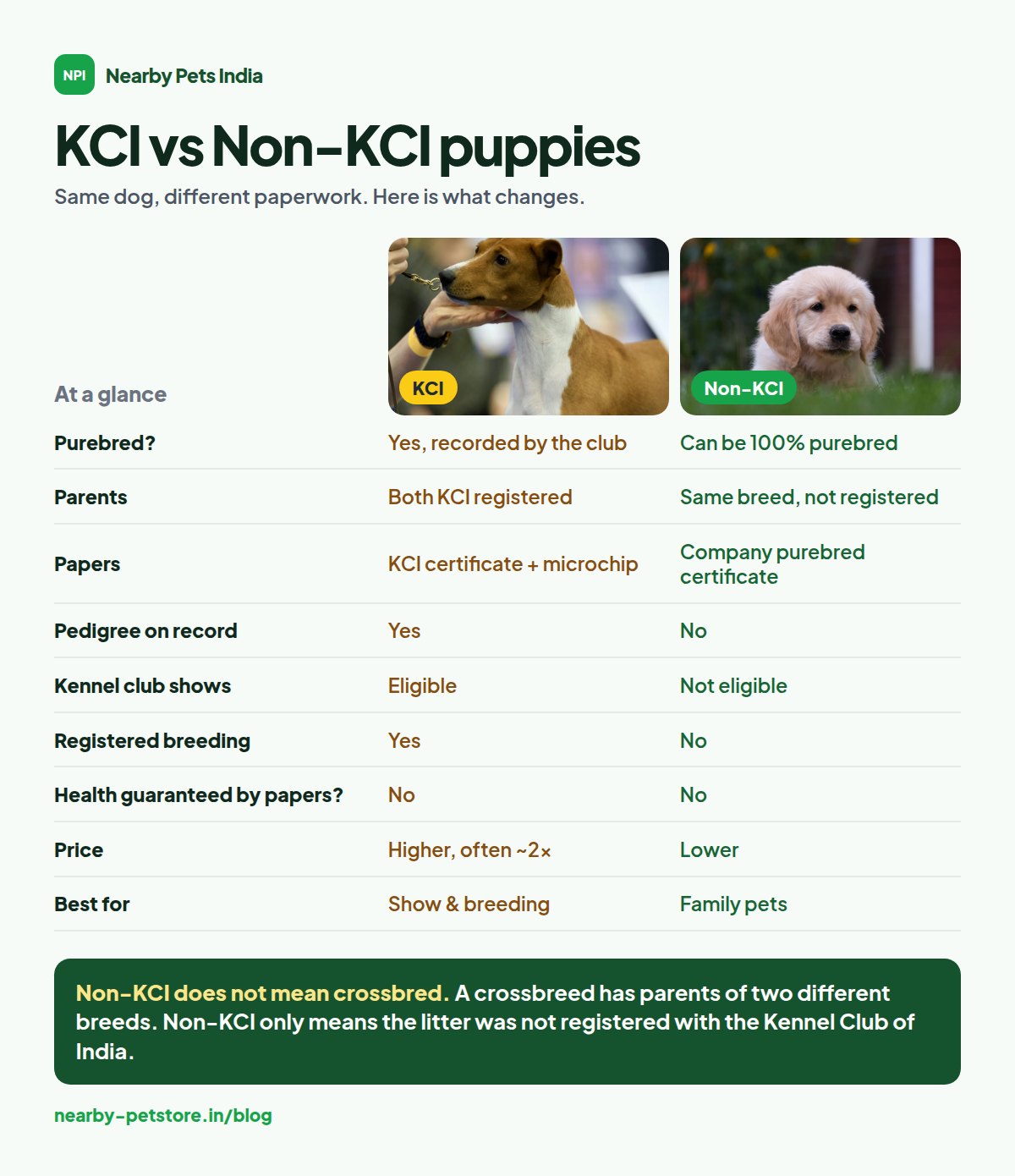 Infographic comparing KCI-registered and non-KCI puppies: papers, parents, price, shows, breeding and who each suits