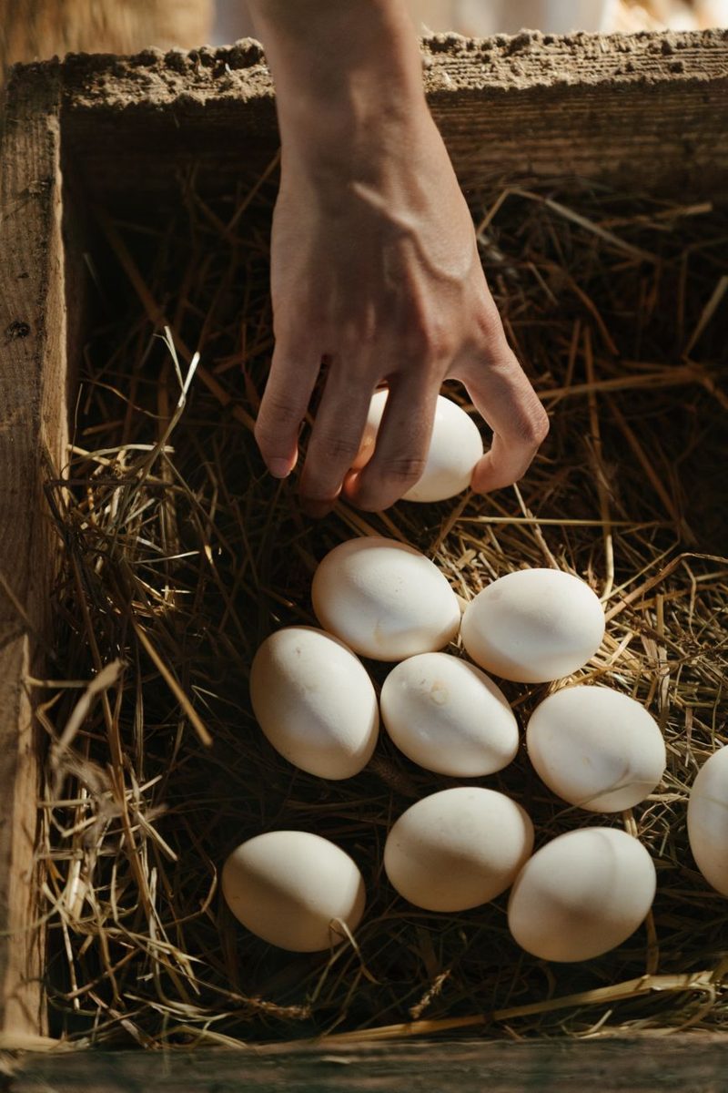 Hand collecting fresh eggs from a straw nest on a farm