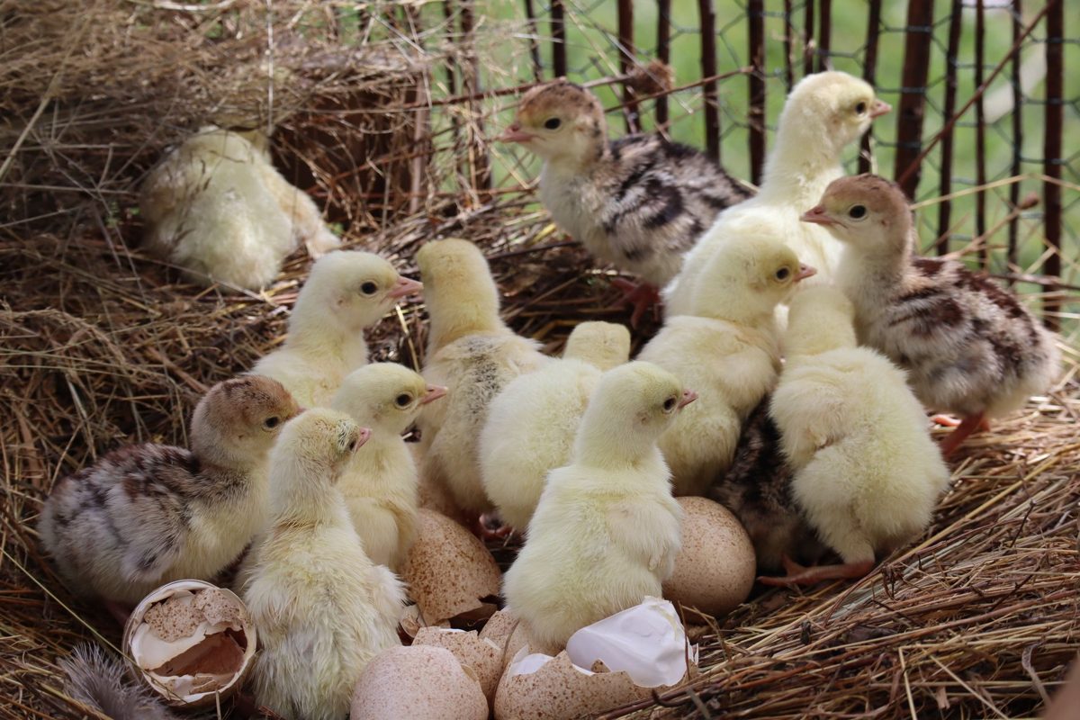 Newly hatched chicks among broken eggshells