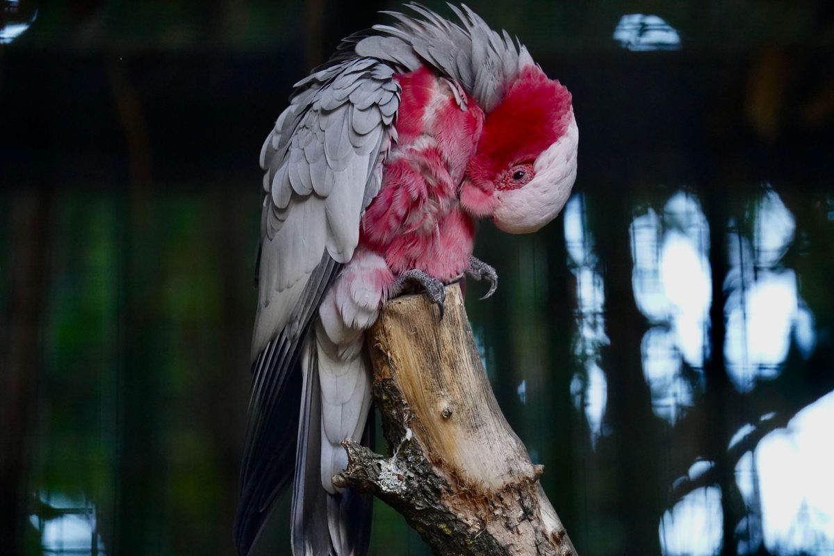 Pink and grey galah cockatoo resting on a branch