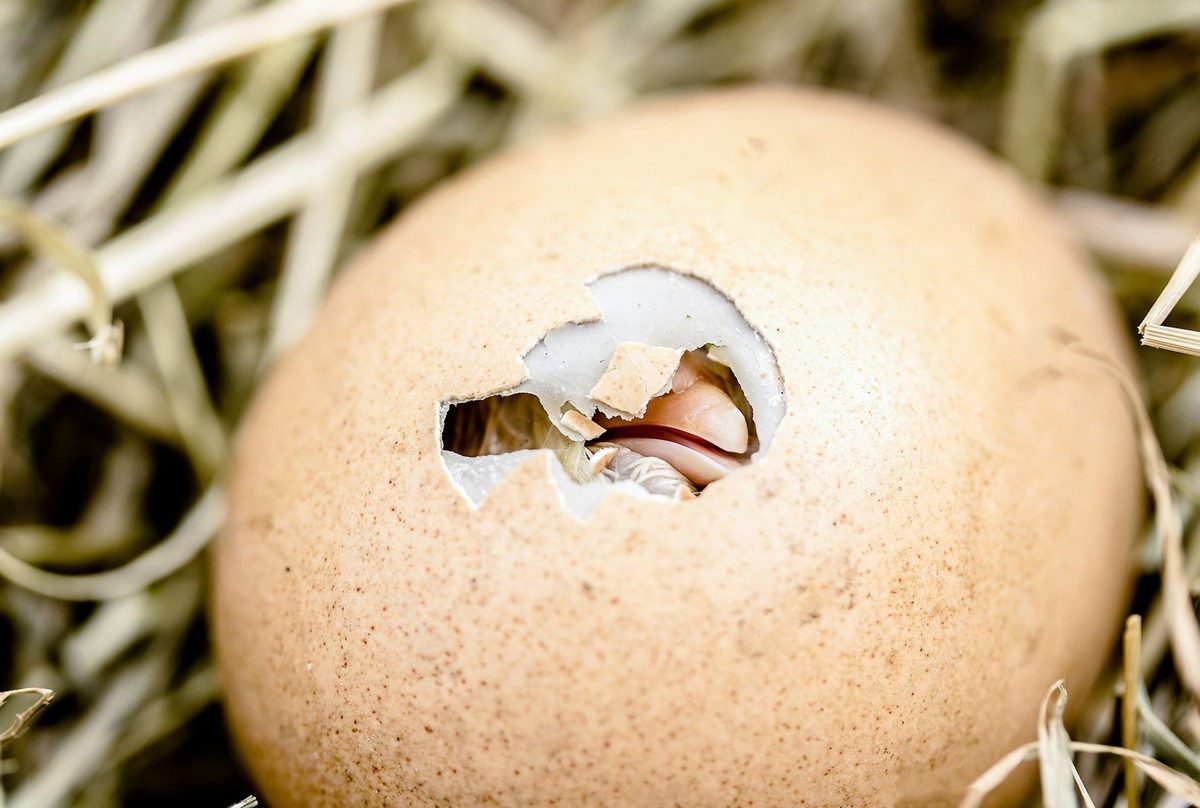 Chick breaking out of its eggshell in a straw nest
