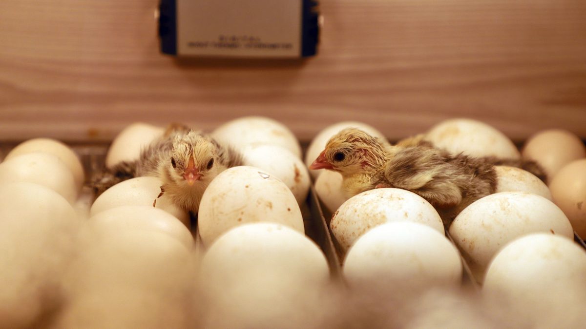 Chicks hatching in an incubator tray