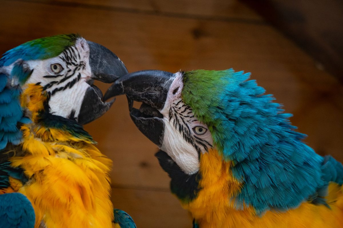 Pair of Blue and Gold Macaws touching beaks