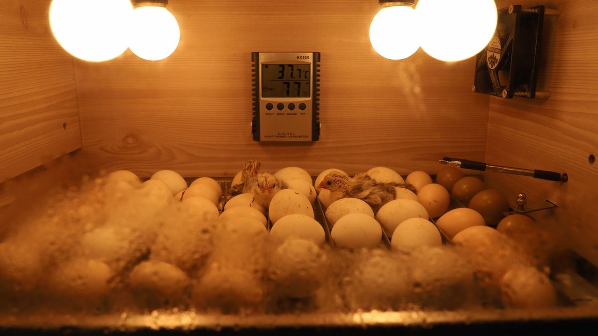 Rows of eggs warming under lamps inside a home egg incubator