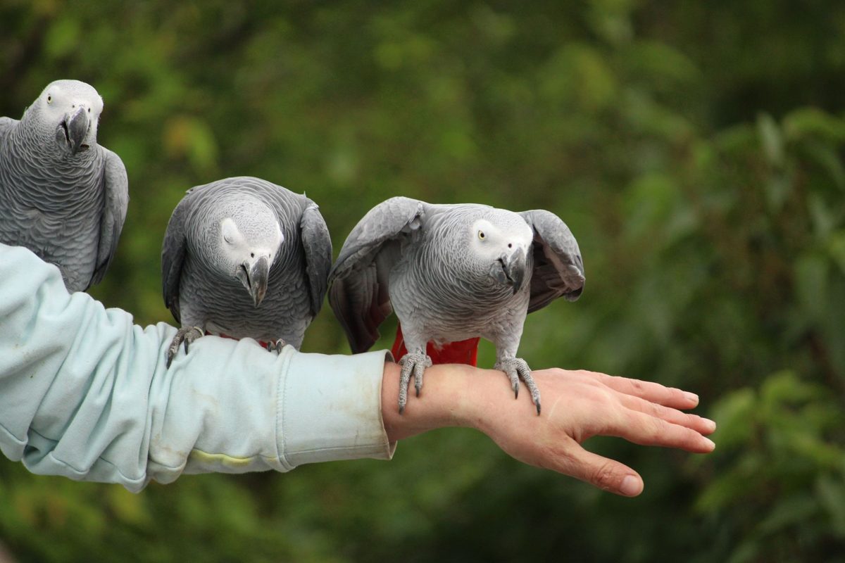 Three African Grey parrots perched on a person's outstretched arm