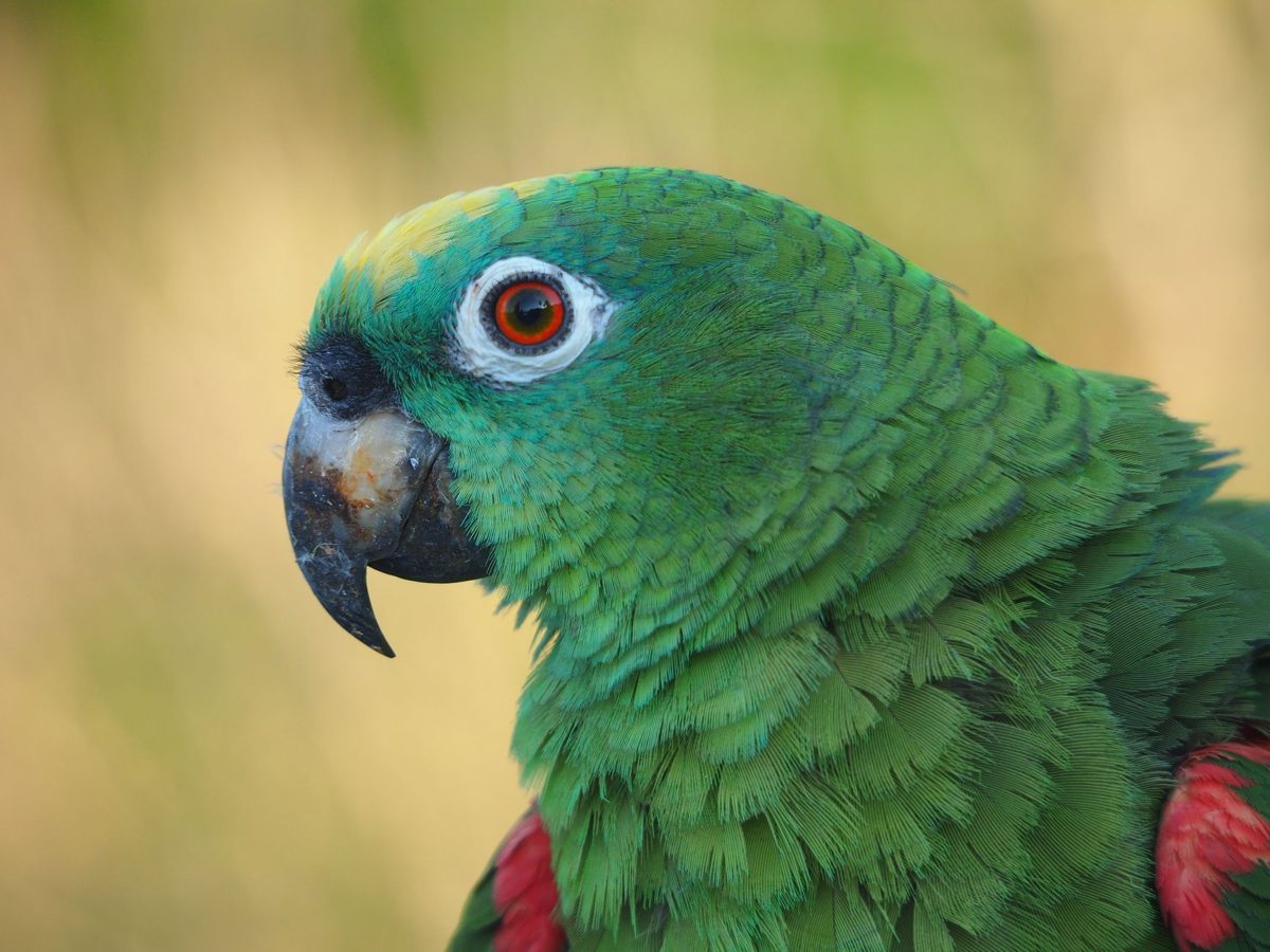 Close-up of a green Amazon parrot