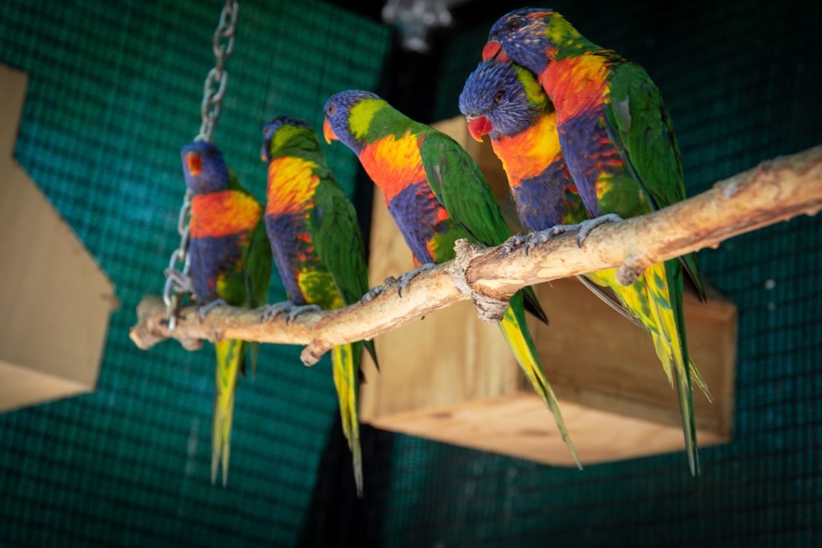 Rainbow lorikeets perched in a clean aviary