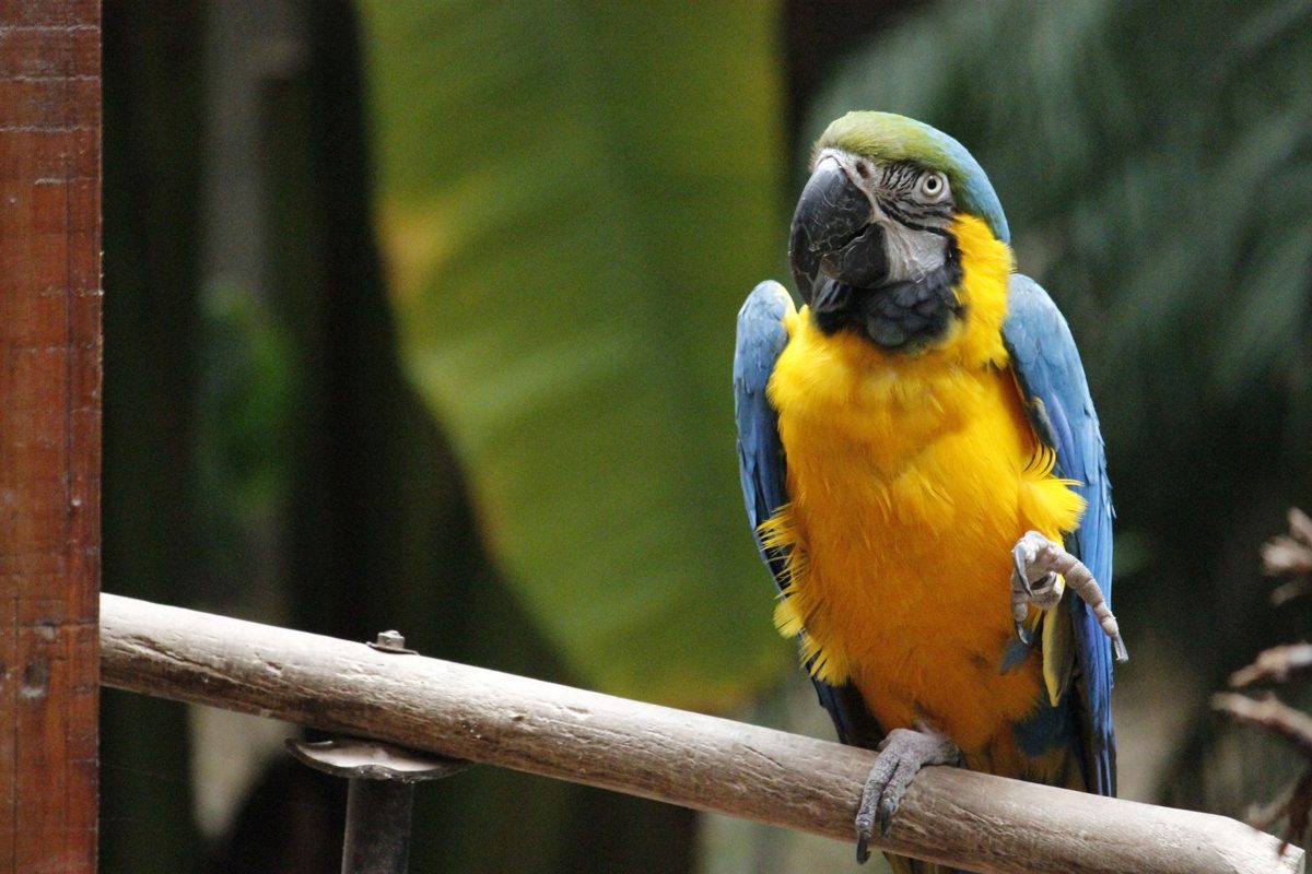 Blue and Gold Macaw perched on a wooden rail