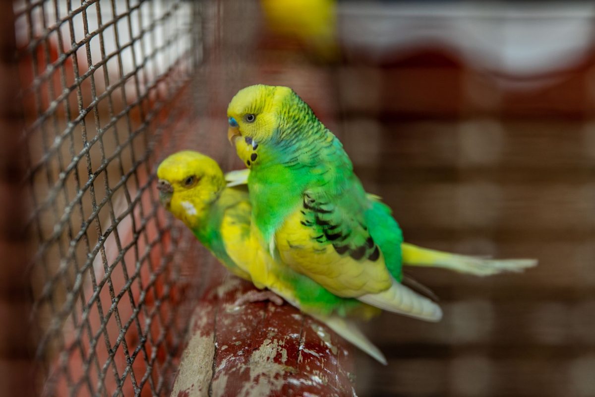 Two green and yellow budgies sitting together in a cage