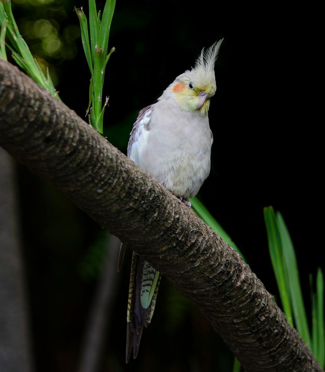 Grey and white cockatiel perched on a branch
