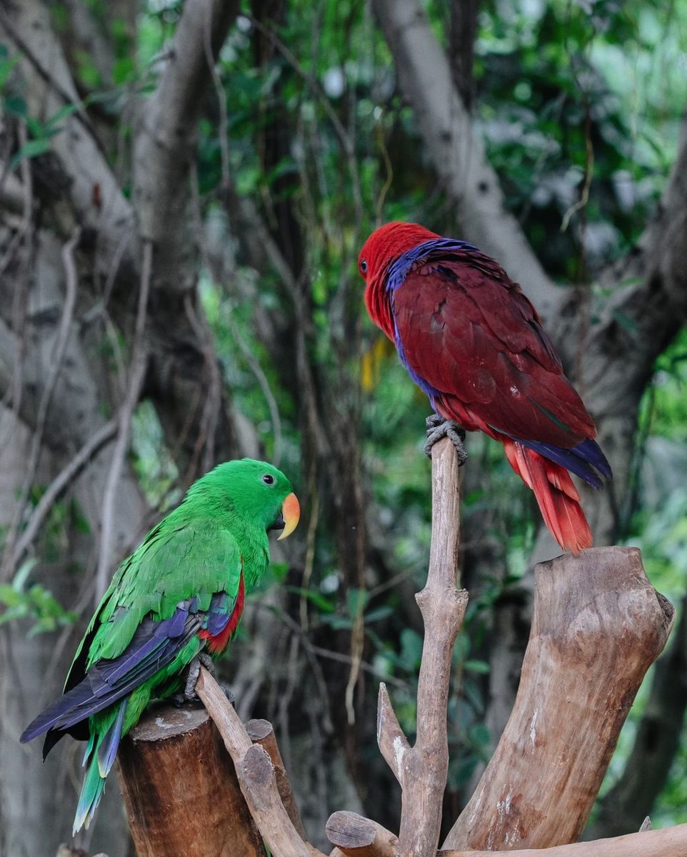 Male green and female red Eclectus parrots perched in trees