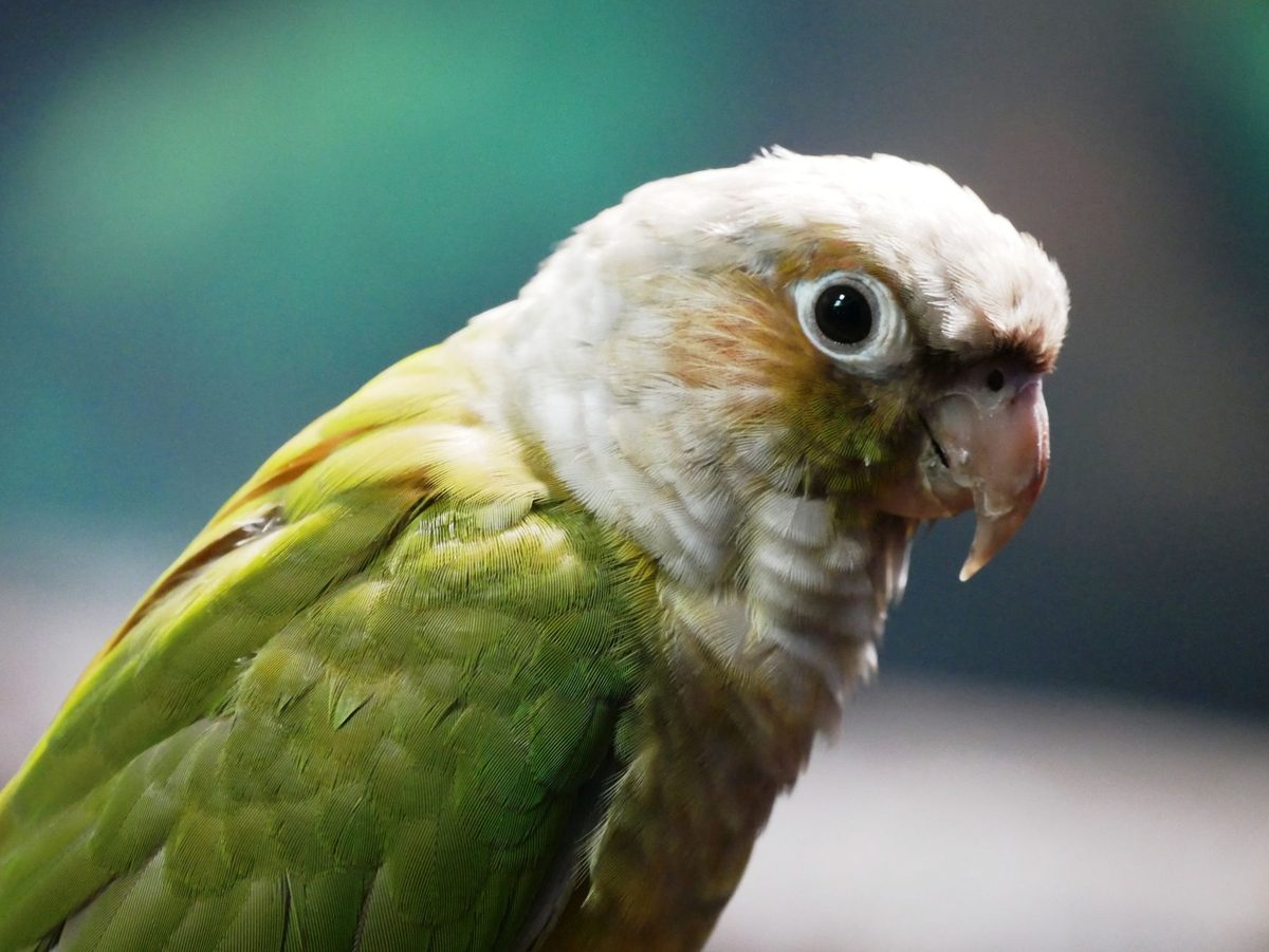 Close-up of a Green-cheeked Conure