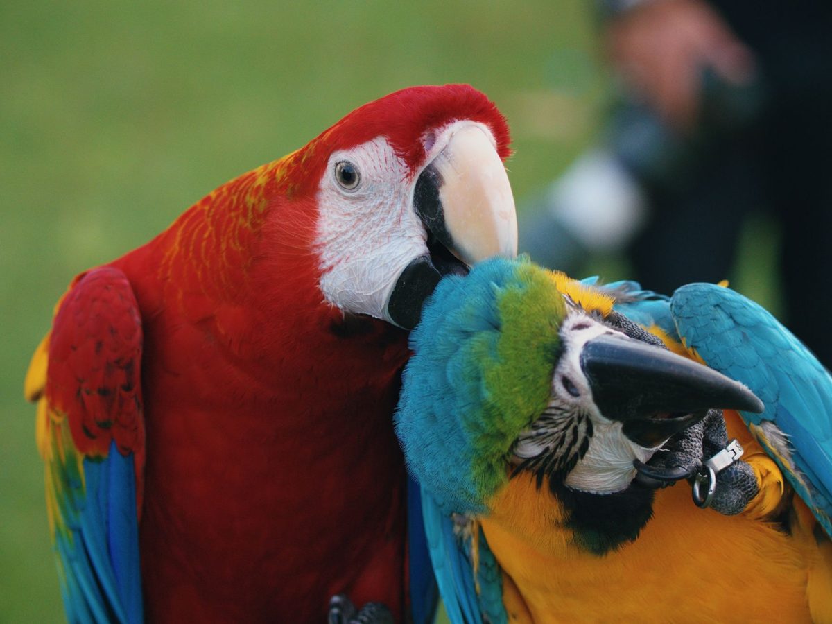 Scarlet Macaw and Blue and Gold Macaw sitting together