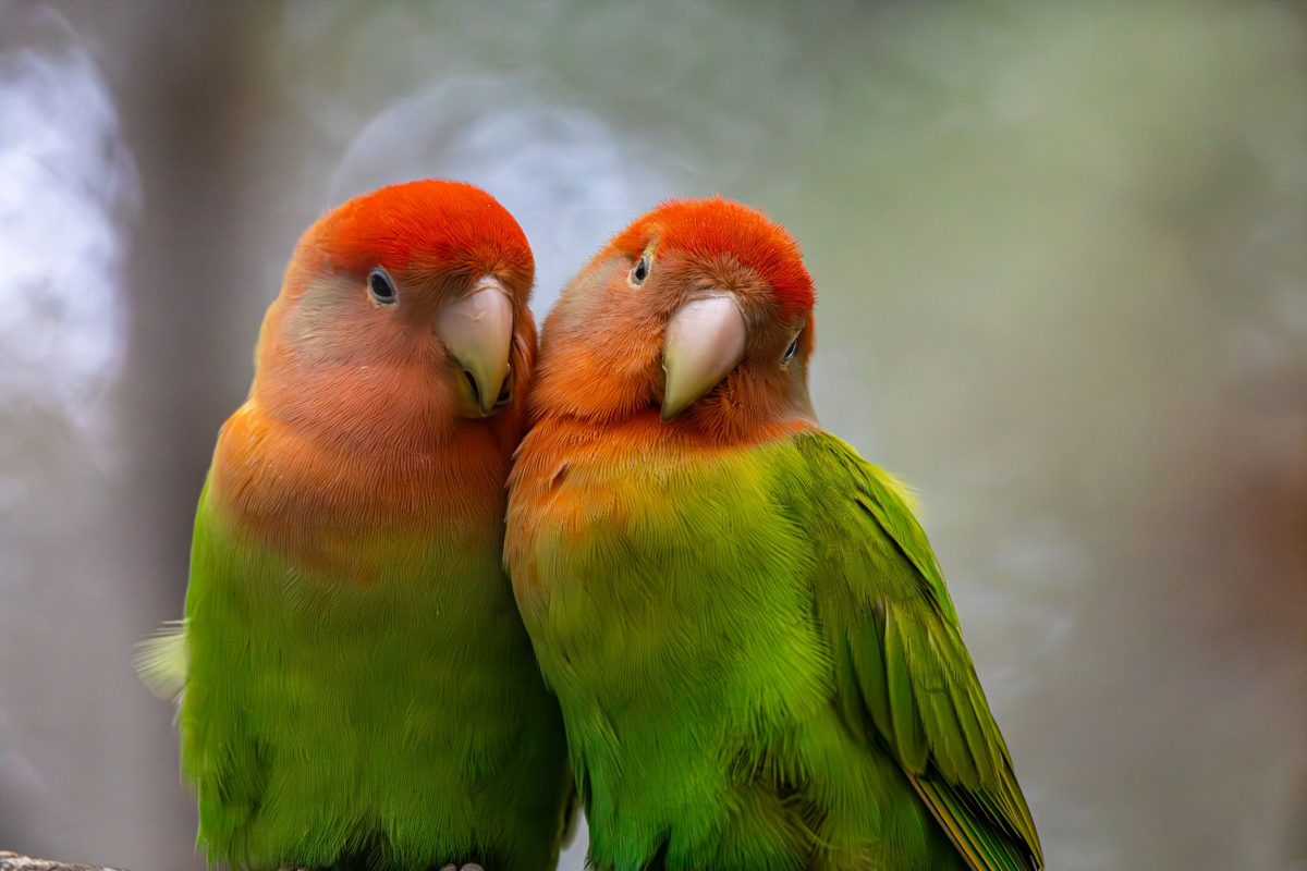 Pair of peach-faced lovebirds sitting close together