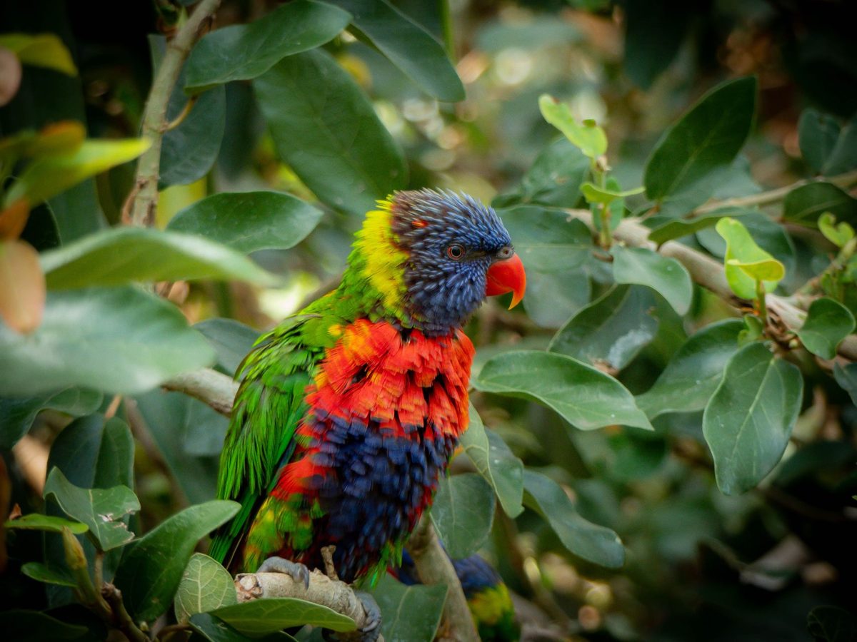 Rainbow Lorikeet among green leaves