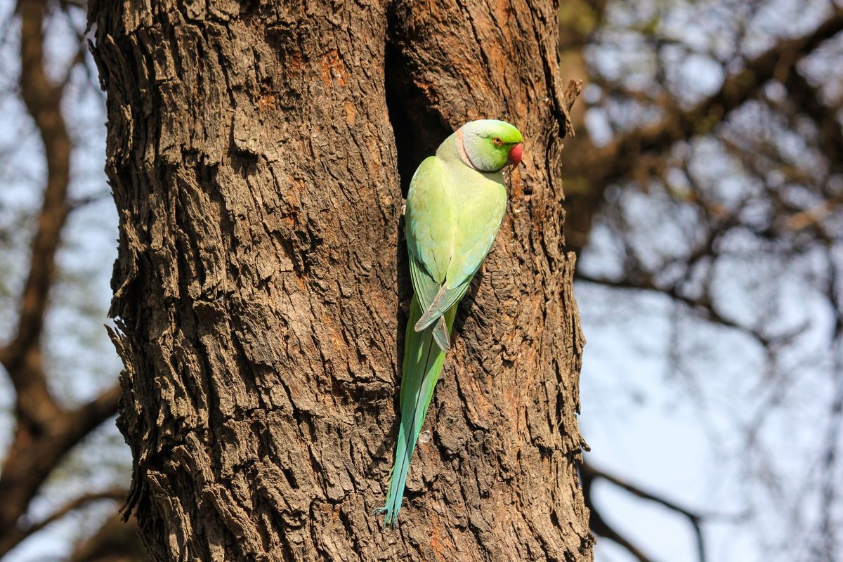 Wild rose-ringed parakeet clinging to a tree trunk