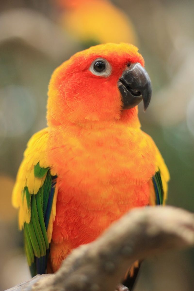 Bright orange Sun Conure perched on a branch