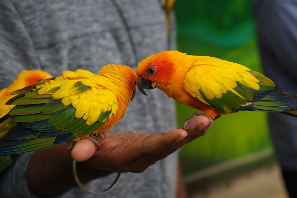 Two Sun Conures perched on a person's hand