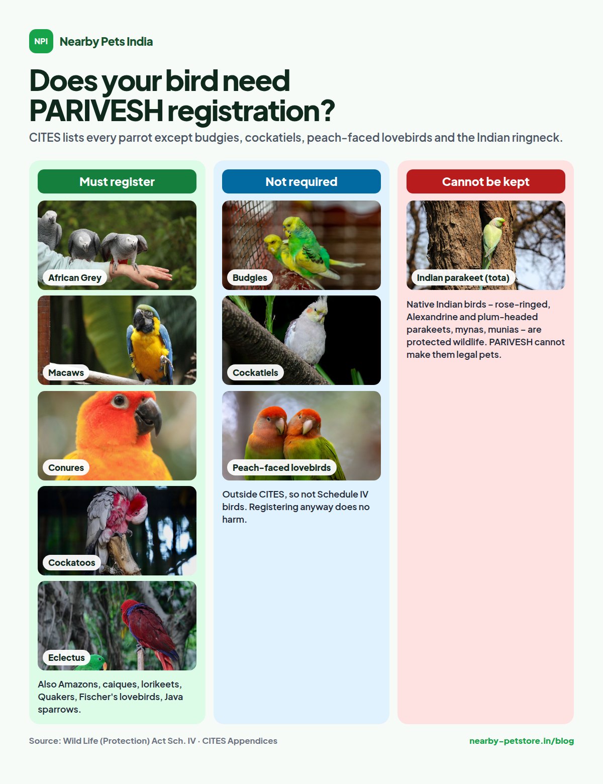 Infographic: which pet birds need PARIVESH registration in India, which are not covered, and which native birds cannot be kept at all