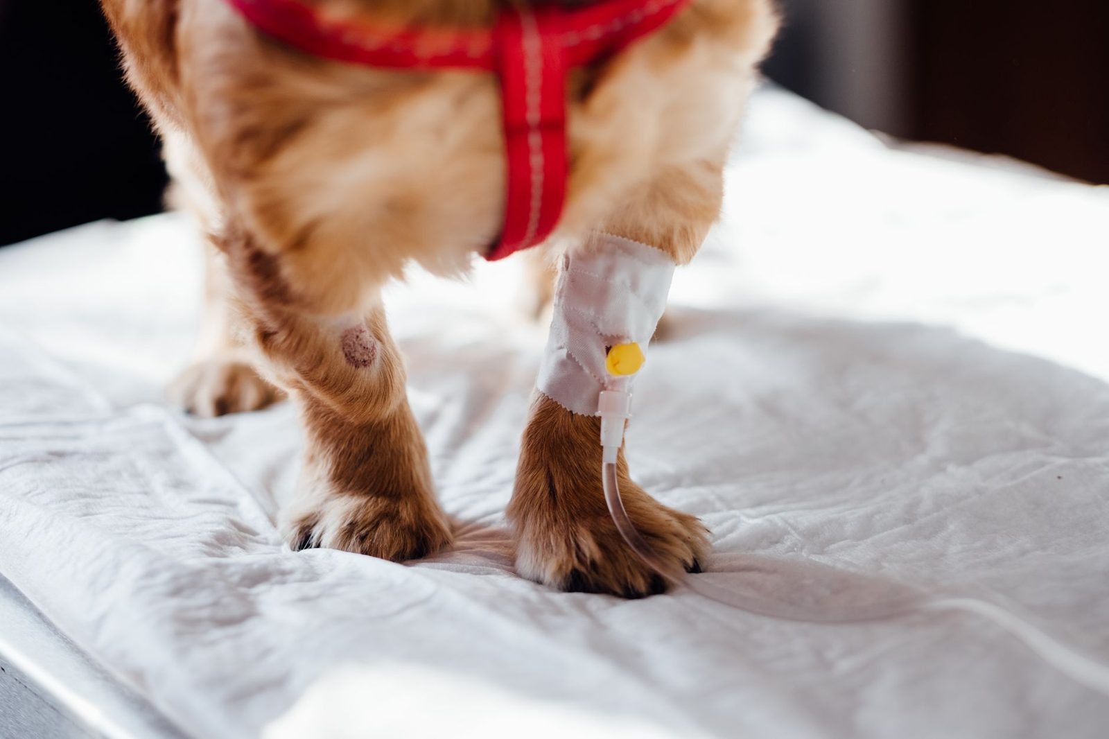Small dog with an IV line in its leg at a veterinary clinic
