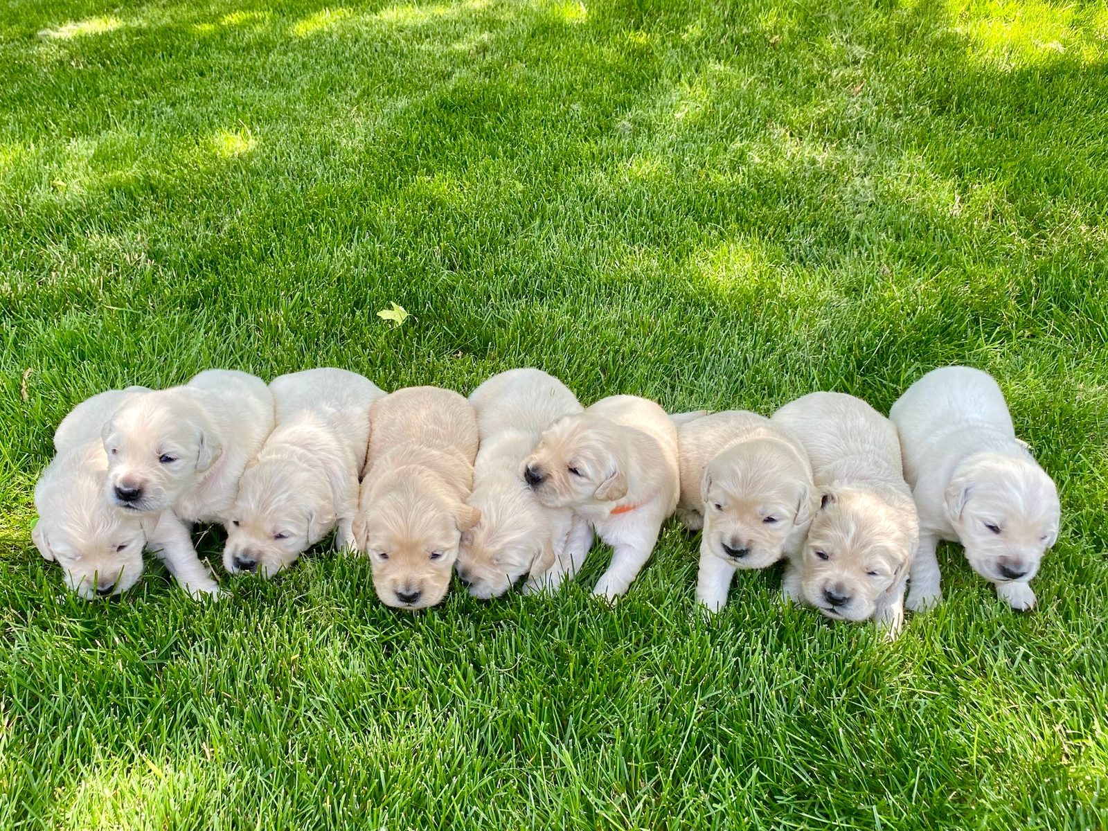 A litter of Golden Retriever puppies lying on a lawn