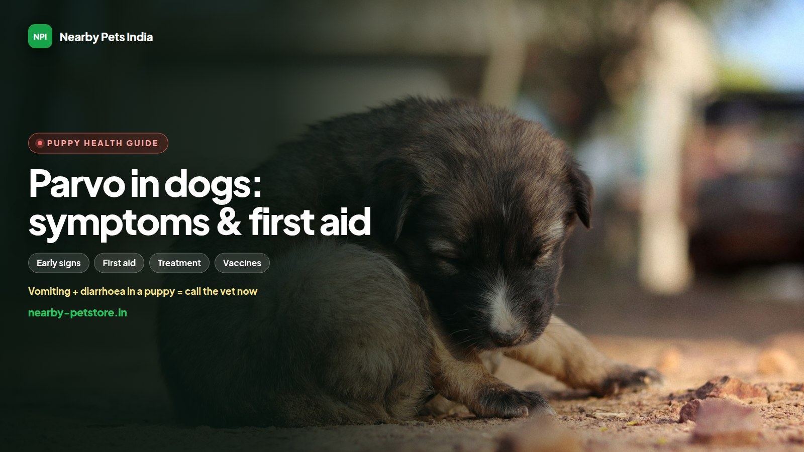Parvo in Dogs and Puppies: Symptoms, First Aid, Treatment and Prevention