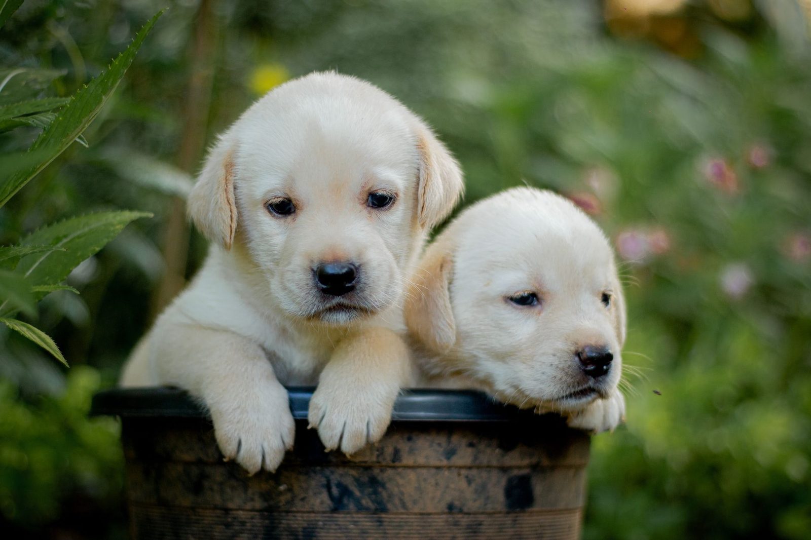 Two Labrador Retriever puppies peeking out of a pot in a garden