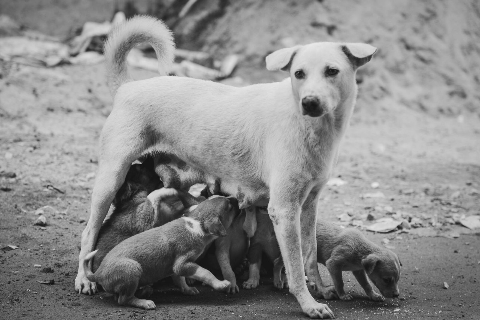 Mother dog nursing her litter of puppies